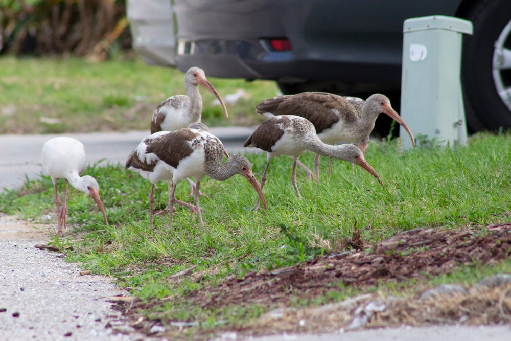 Invasive birds & ‘feminist Andy Warhol’: Here’s what you missed in Dallas-Fort Worth this week